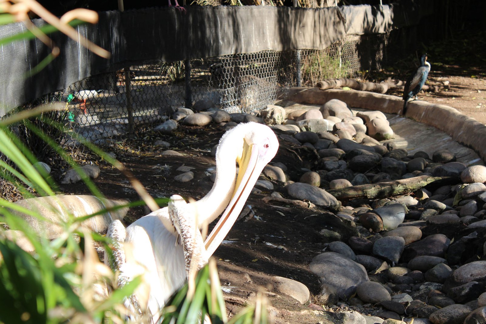 San Diego Zoo Part II 097